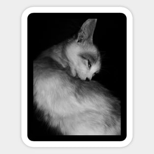 A licking cat in black and white Sticker